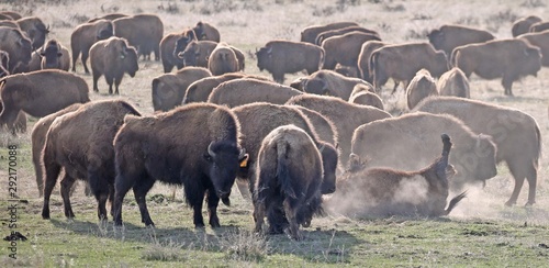 Photography herd of elephants