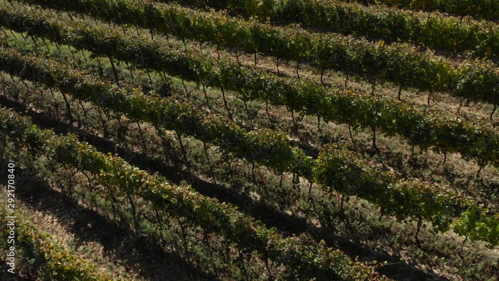 Ascending aerial drone shot over a vineyard, straight lines, rows of grape plantation on a sunny day Ascending aerial drone shot over a vineyard, straight lines, rows of grape plantation on a sunny day