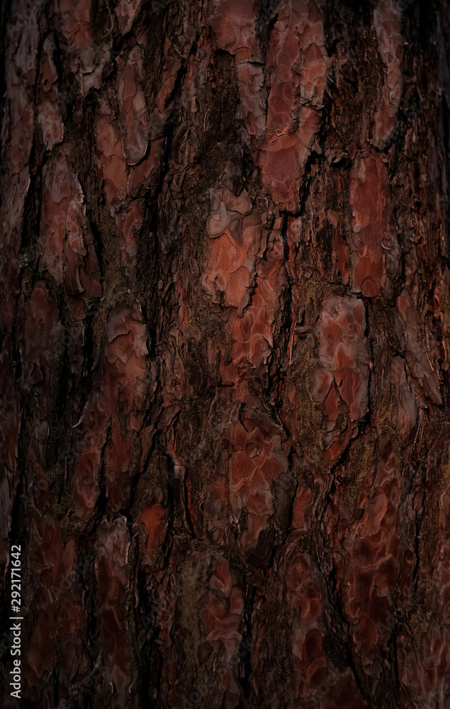 Pine bark texture. Dark wood background. Tree close up. Nature backdrop. Pine bark texture. Dark wood background. Tree close up. Nature backdrop.