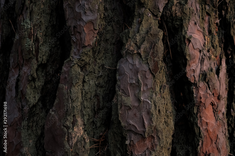 Pine bark texture. Dark wood background. Tree close up. Nature backdrop. 