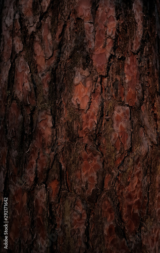 Pine bark texture. Dark wood background. Tree close up. Nature backdrop. 