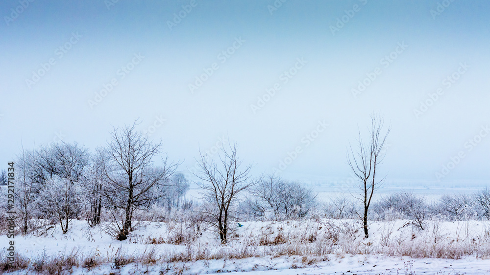Winter landscape with snow-covered trees in a row_ Winter landscape with snow-covered trees in a row_