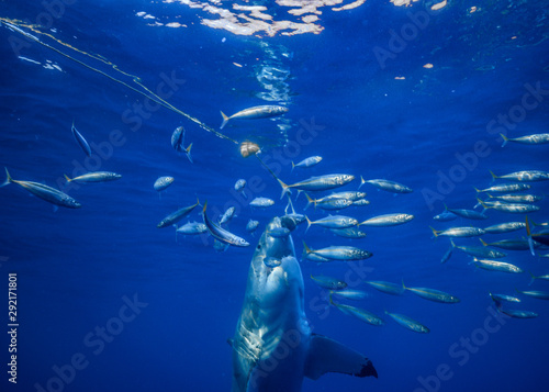 Great White Shark, Cage Diving, Guadalupe Island, Isla Guadalupe, White Shark