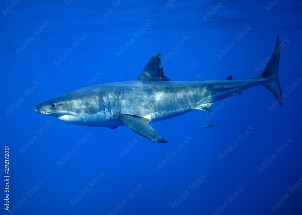 Obraz premium Great White Shark, Cage Diving, Guadalupe Island, Isla Guadalupe, White Shark