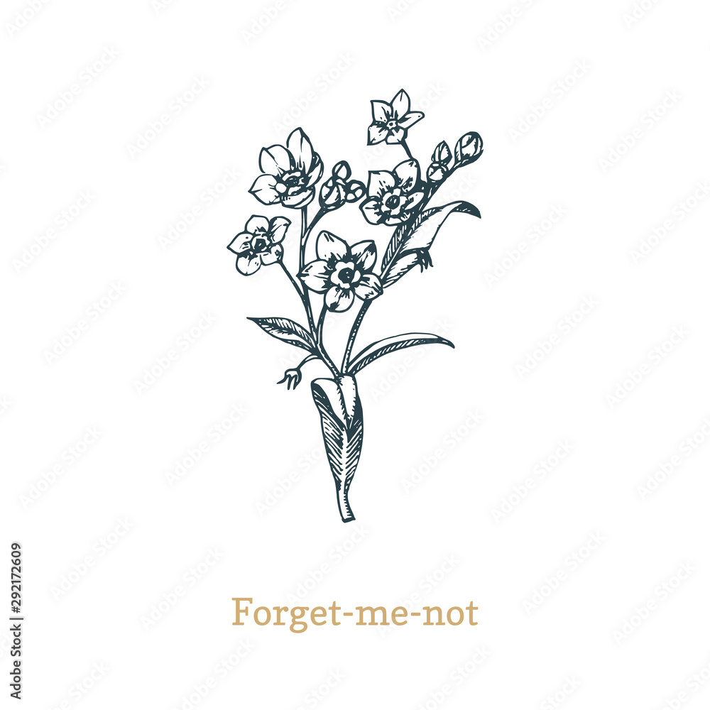 Forget Me Not Vector Illustration On White Background Hand Drawn Sketch Of Myosotis Wild Flower In Engraving Style Stock Vector Adobe Stock Forget Me Not Vector Illustration On White Background Hand Drawn Sketch Of Myosotis Wild Flower In Engraving Style Stock Vector Adobe Stock
