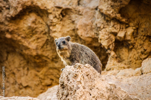 beautifull rock hyrax portriat