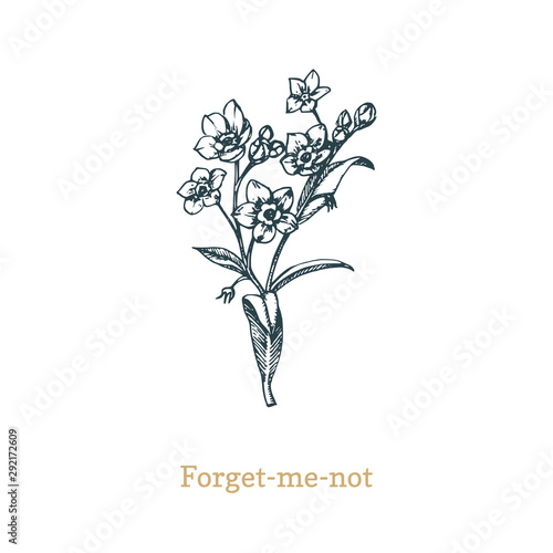 Forget Me Not vector illustration on white background. Hand drawn sketch of Myosotis wild flower in engraving style.