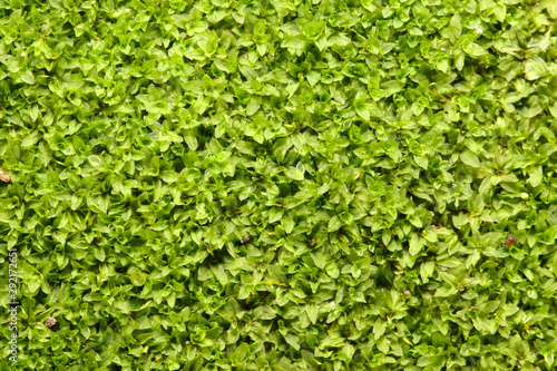 Closeup fresh Star/Cement moss, rolled-leaf wet-ground moss (Hyophila involuta) background, common found on wet rock, brick, stone, floor at home and garden 