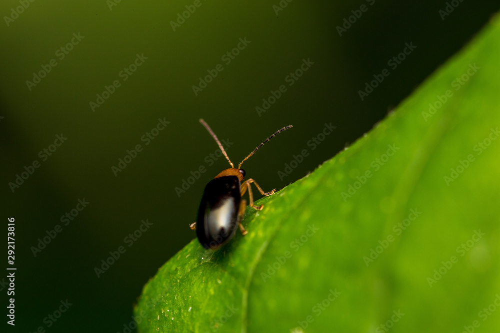 Fototapeta premium bug on a leaf
