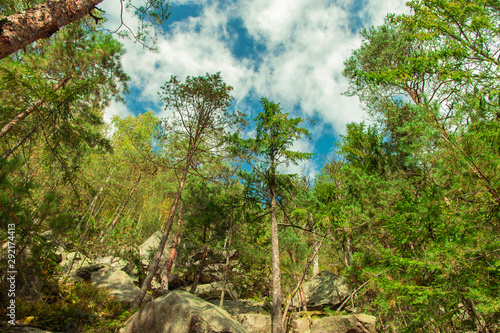 high trees vivid green foliage of mountain rocky highland forest scenic landscape photography foreshortening from below on blue sky white clouds background 