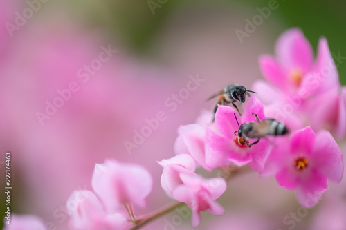 Mexican Creeper (Antigonon Leptopus) or Coral Bells, Pink flowers with light effects in nature background. photo