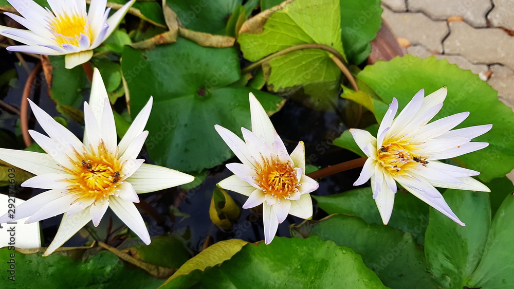 lotus flower in latin Kendall Hills