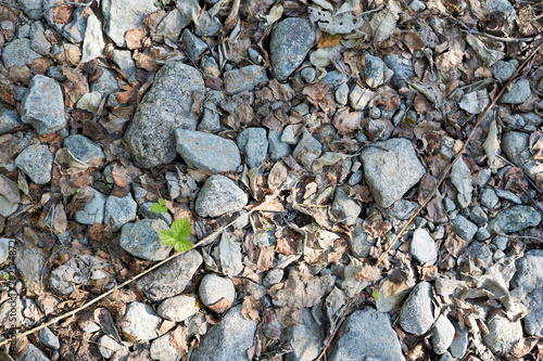 Wallpaper Mural Place small stones and young sprout in them Torontodigital.ca