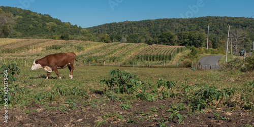 Brown and white cow walking across field with corn waiting for harvest in New Hampshire, USA