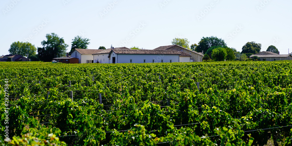 landscape Pomerol Saint Emilion vineyards in Bordeaux region in France