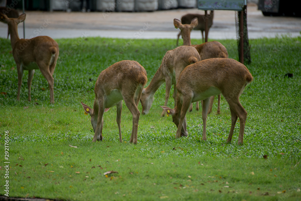 Group of Eld's deer, Thamin, Brow-antlered deer in Zoologigal Park, Thailand Group of Eld's deer, Thamin, Brow-antlered deer in Zoologigal Park, Thailand