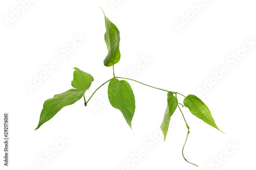 Laurel clockvine, Blue trumphet vine leaves,Thunbergia laurifolia Lindl. isolated on white background. photo