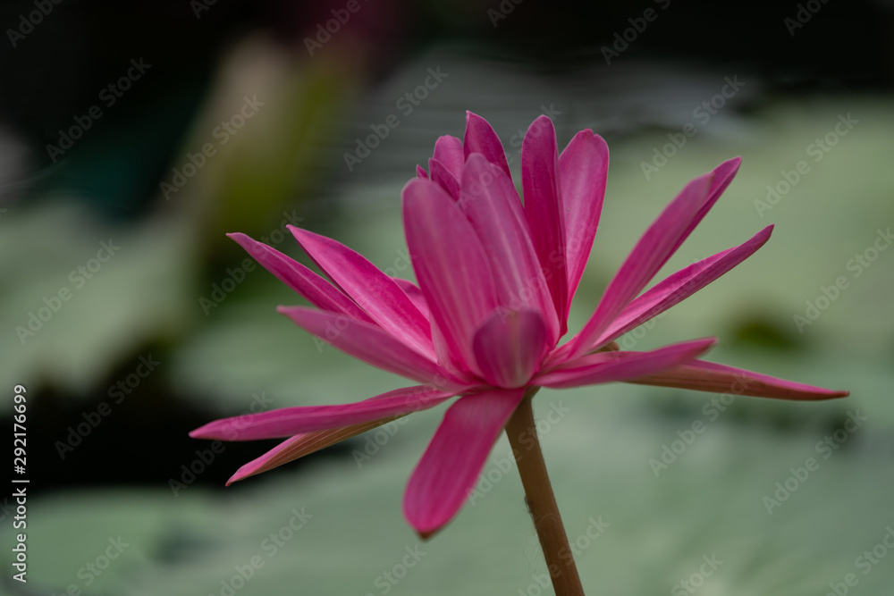 Fototapeta premium 睡蓮