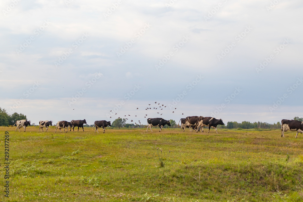 Fototapeta premium A herd of cows returns in the evening to the farm, across the field