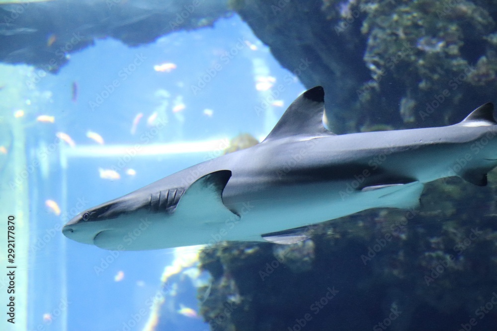 Fototapeta premium Requin