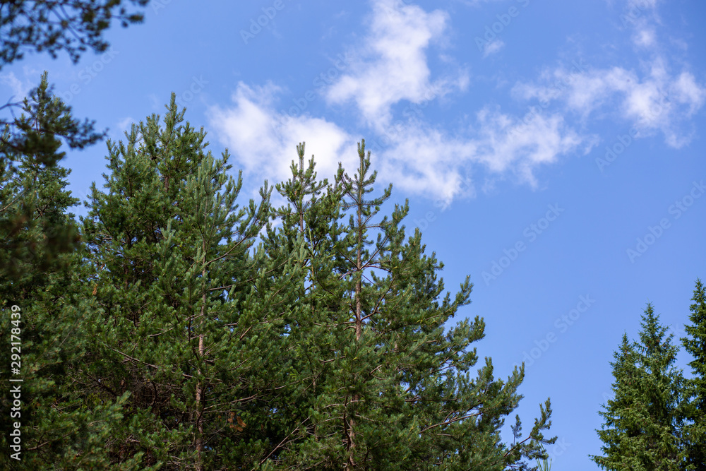 trees and blue sky trees and blue sky