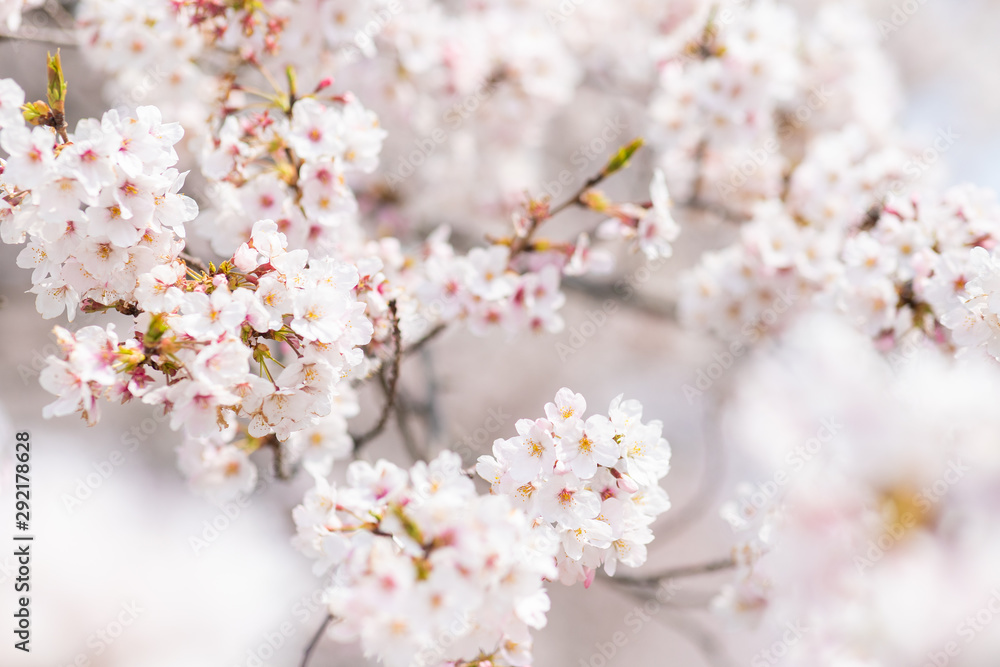 満開の桜の花