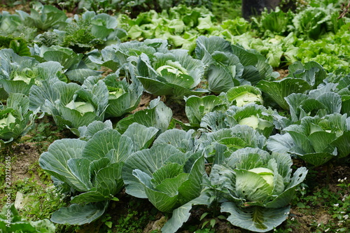 cabbage in vegetable garden