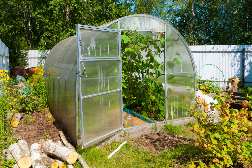 Open door greenhouse with cucumbers in russian countryside in summer Open door greenhouse with cucumbers in russian countryside in summer
