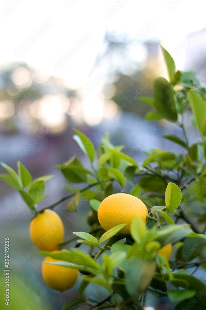 Lemon tree in a garden. Selective focus.