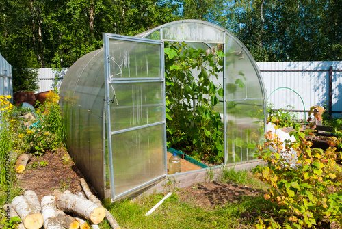 Open door greenhouse with cucumbers in russian countryside in summer photo
