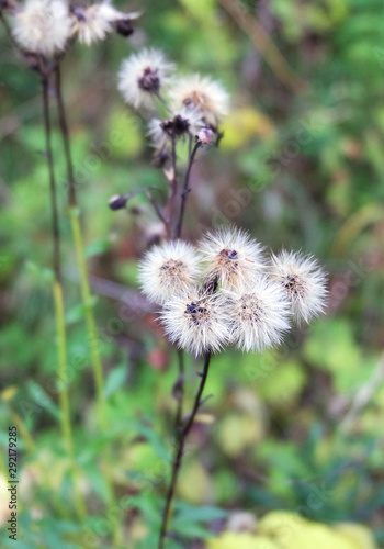 Fluffy heads of salsify  Tragopogon  with ripened seeds in autumn.