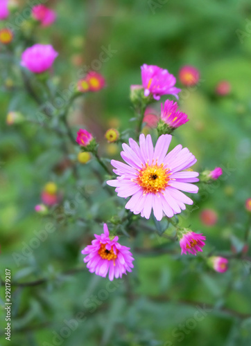 Perennial aster with pink flowers on a flowerbed in the garden  macro photo.