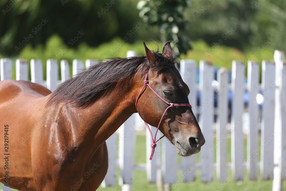 Naklejka premium Head shot of a purebred saddle horse in a riding school