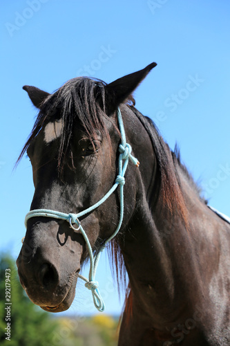 Head shot of a purebred saddle horse in a riding school