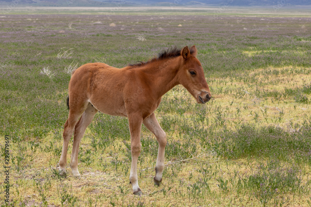 Fototapeta premium Cute Wild Horse Foal in Utah in Spring