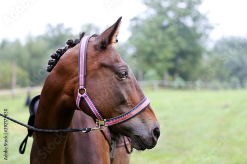 Head shot of a purebred saddle horse in a riding school