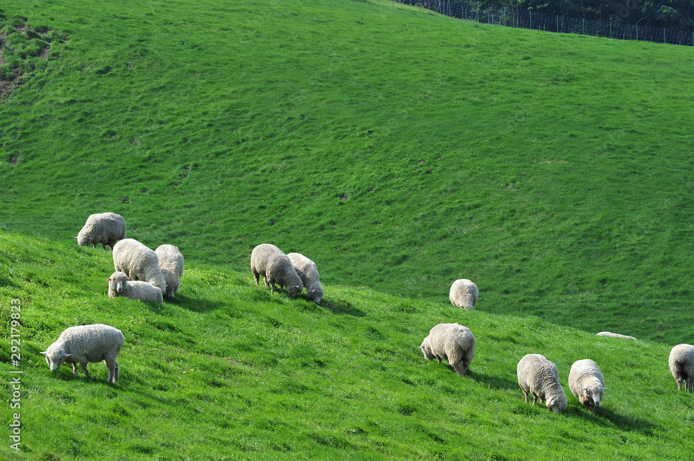 Sheep on the Korean pasture Sheep on the Korean pasture