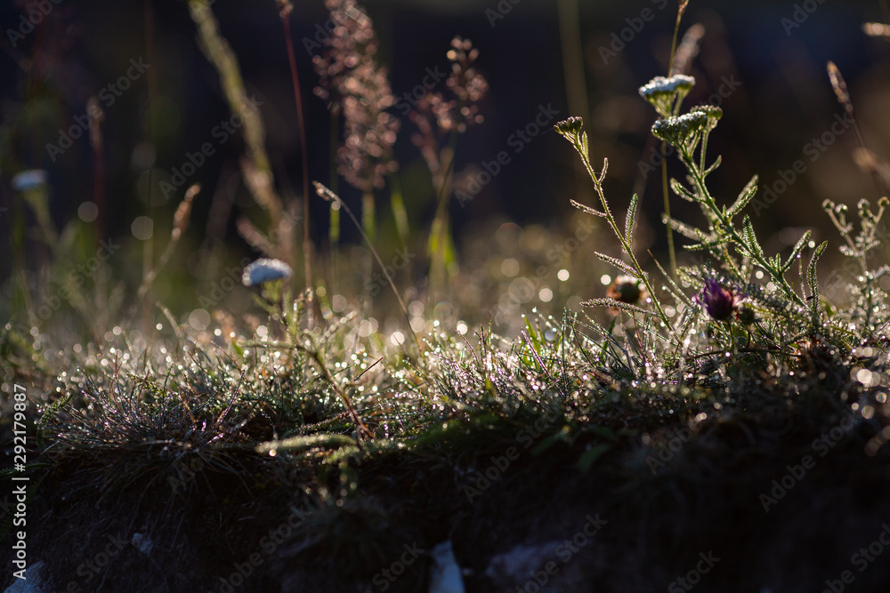 Fototapeta premium flowers in the forest