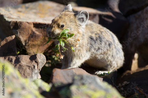 Pika in the Canadian rocky mountains