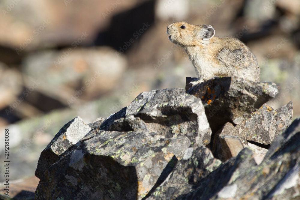 Pika in the Canadian rocky mountains Pika in the Canadian rocky mountains