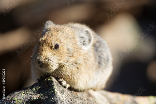 Pika in the Canadian rocky mountains