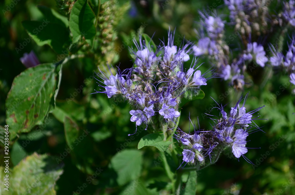 Fluffy flower Phacelia blue honey plant in the garden Fluffy flower Phacelia blue honey plant in the garden