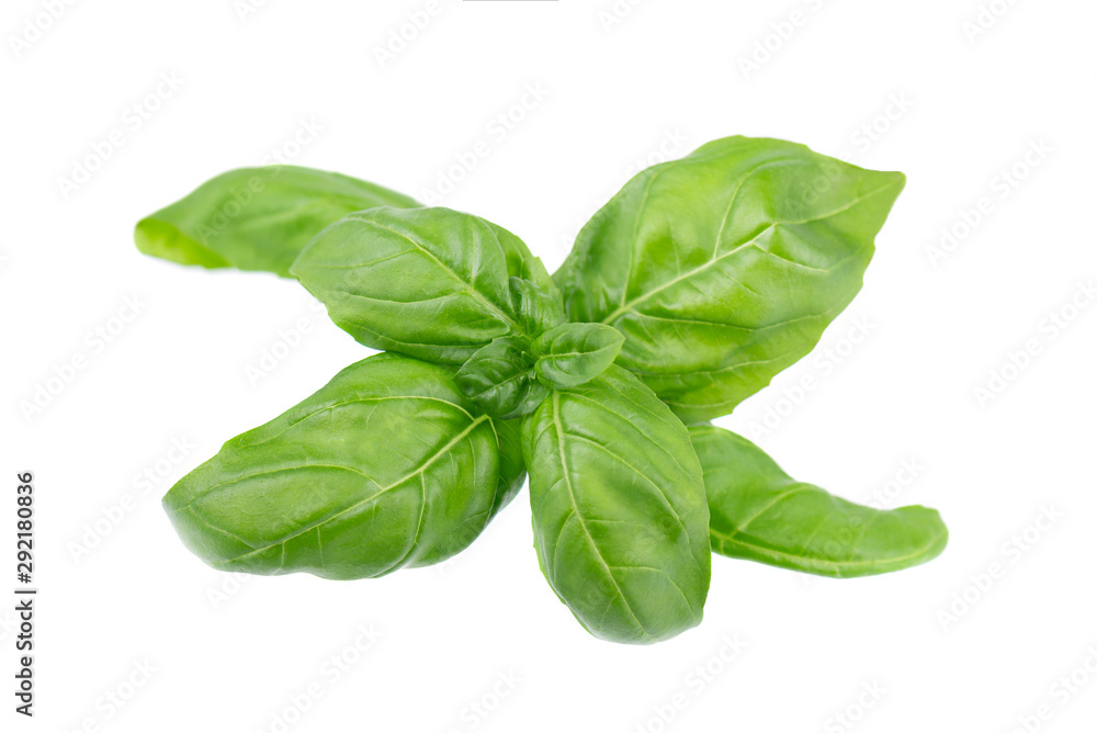 Basil leaf isolated on white background, close up. Fresh basil herb. Basil leaf isolated on white background, close up. Fresh basil herb.