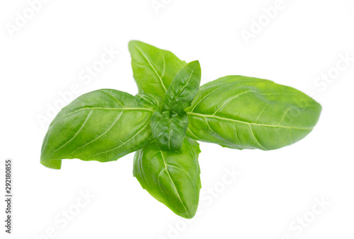 Basil leaf isolated on white background, close up. Fresh basil herb.