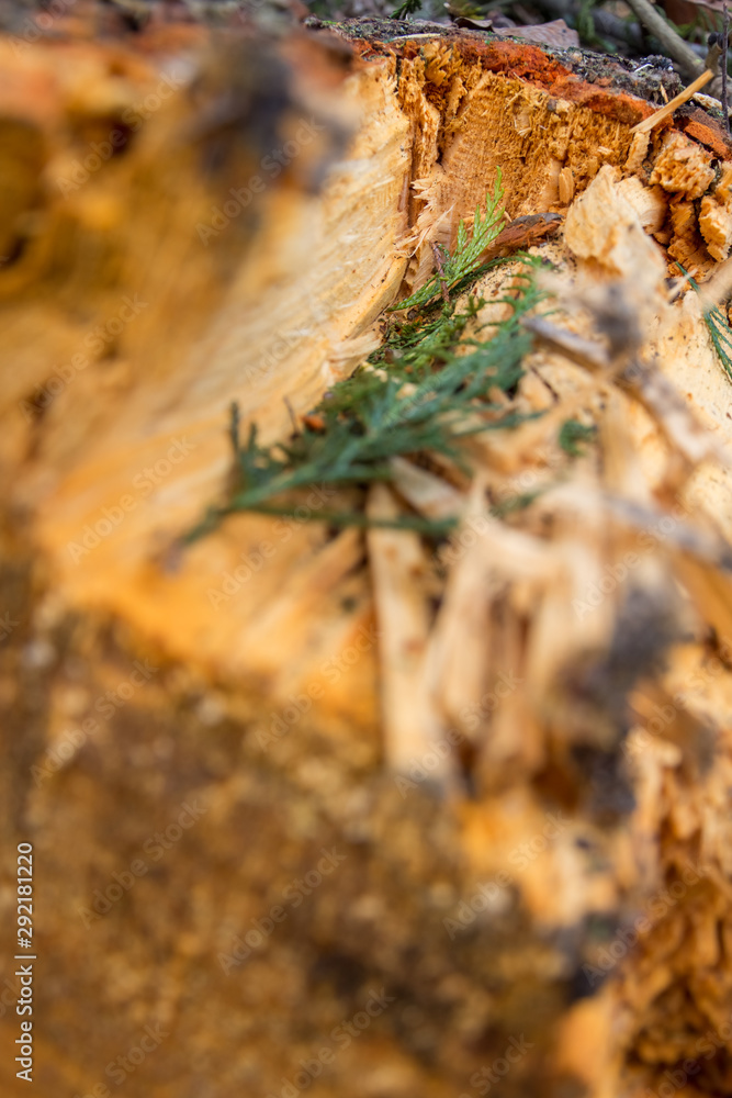 Green coniferous branch on tree cut Green coniferous branch on tree cut