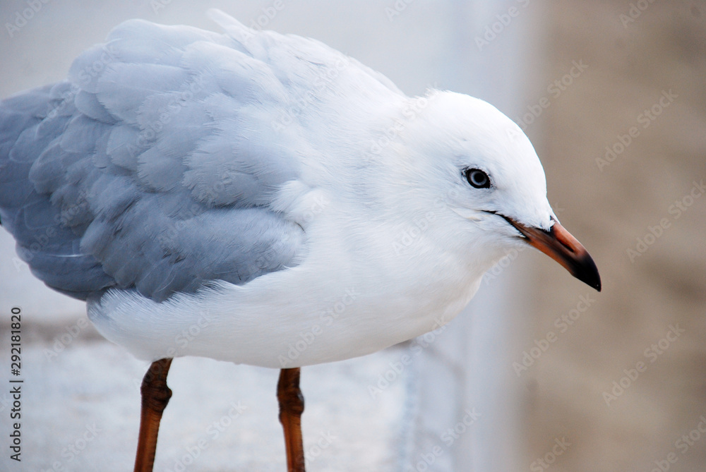 seagull on a post