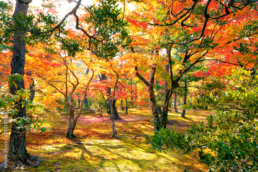 Colorful Japanese Maple Trees During Momiji Season At Kinkakuji Garden Kyoto Japan Stock Photo Adobe Stock