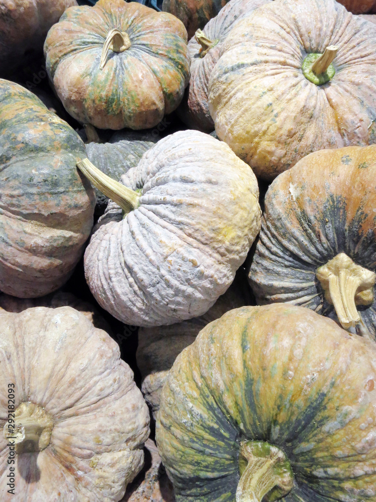 pumpkins in market pumpkins in market