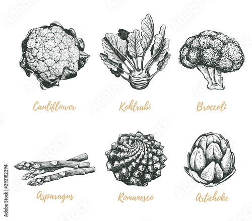 Vegetables collection vector illustration. Vegetables sketch drawing. 