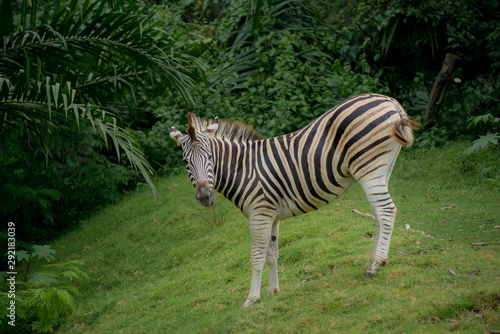 Plains zebra  Equus quagga  in the green forest nature habitat  